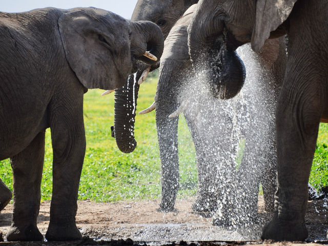 Gentle giants 