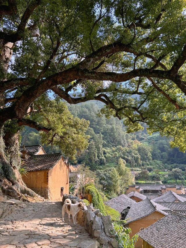 看山看水看古鄉，麗水三天旅遊攻略