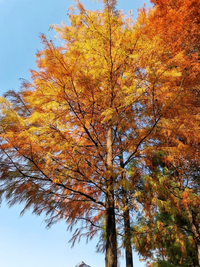 落羽杉紅了！廣州麓湖公園如詩如畫的美景等你來打卡