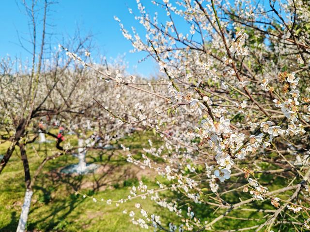 到香雪公園看梅花