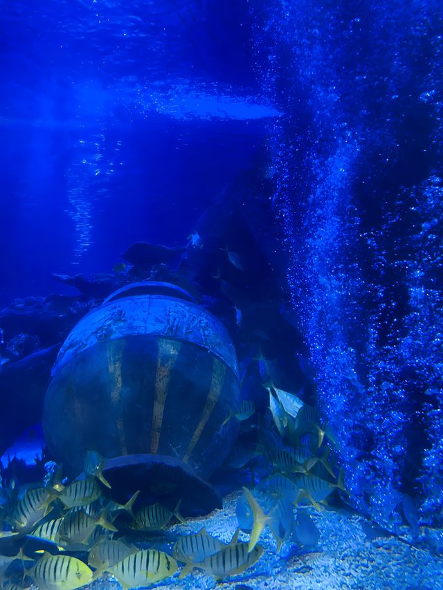 太平洋海底世界溜娃