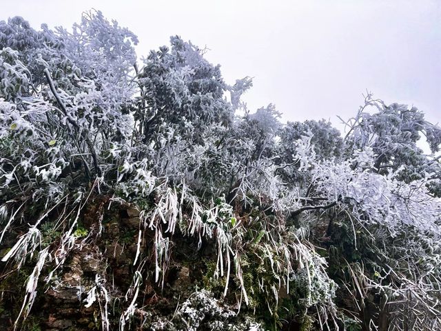 屬於南寧的冬日浪漫 |大明山霧凇霧凇凝結讓一草一木綻開銀花冬日