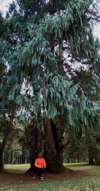 巴厘島植物園主要看樹
