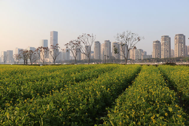 城市裡的金色油菜花海（二）