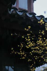 江蘇南京瞻園—雨後瞻園，蠟梅的正確打開方式