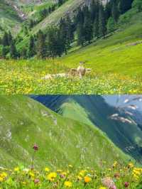 夏天的瑞士阿爾卑斯山脈就是人間仙境