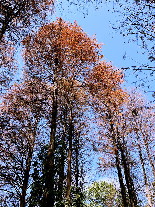 洪湖公園的 紅