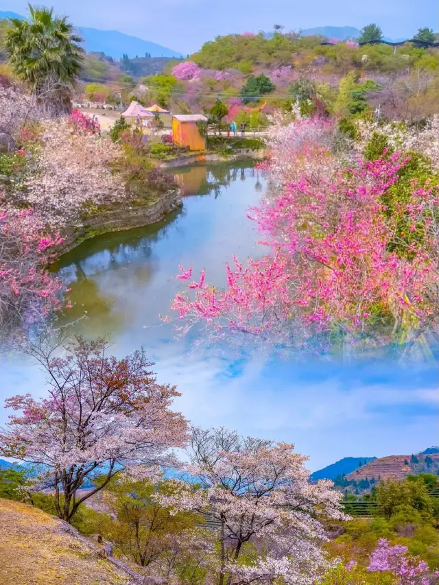 일본에 가지 마세요! | 광동 신봉 벚꽃 골짜기가 하늘을 찢어 나갑니다!
