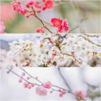 蘇州旅行丨梅花花期已到，去香雪海賞梅吧