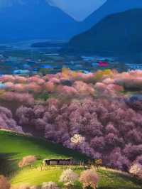 美過日本樱花！！登上《中國國家地理》 有多美