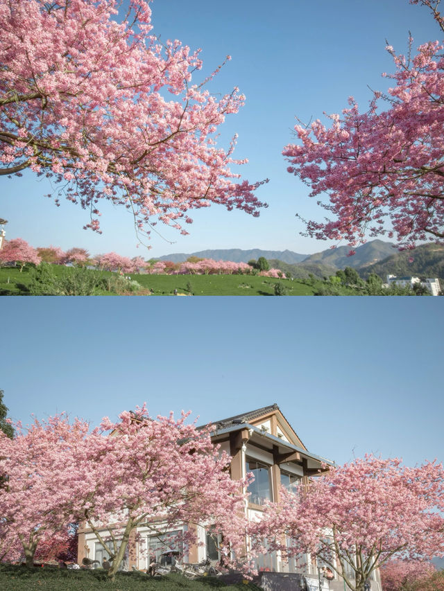 永福台品櫻花茶園