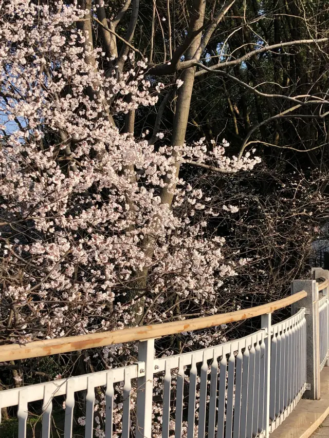 長沙望月湖公園的櫻花近況!