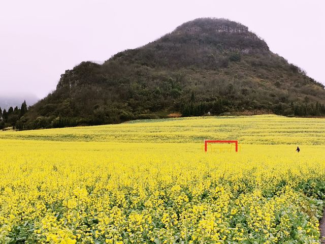 滇東桂自由行（2）/油菜花田的天花板金雞峰叢