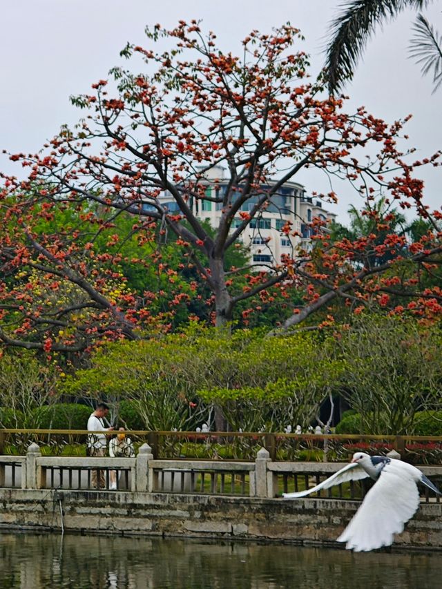 藏在寺廟裡的春天，南普陀寺木棉花開（附攻略）