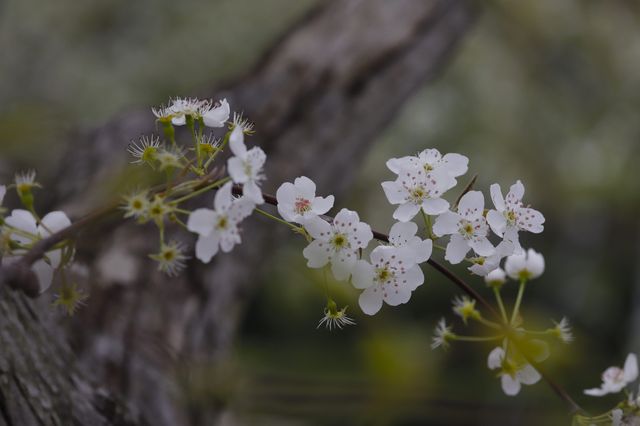 苍溪百年梨園