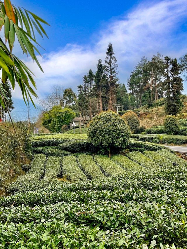 戶外採茶湖邊圍爐煮茶泡溫泉的中式庭院