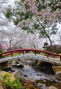 春天必打卡的賞花勝地，武漢東湖櫻花園，盛花期櫻花太好看了