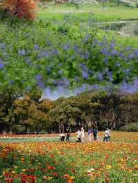 春日賞花指南：上海共青森林公園完美之旅