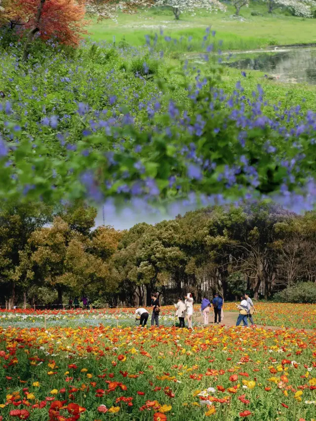 คู่มือชมดอกไม้ในฤดูใบไม้ผลิ: การเดินทางที่สมบูรณ์แบบที่สวนป่ากงชิงเซี่ยงไฮ้