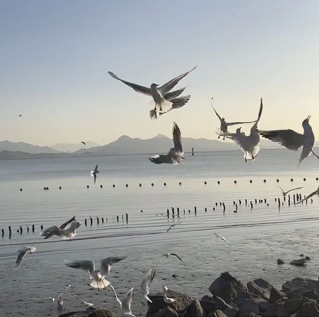 深圳灣｜最好看的海邊公園