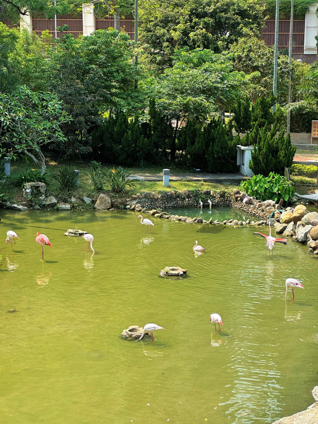 澳門公園｜誰想到免費公園裡還有博物館和動物園