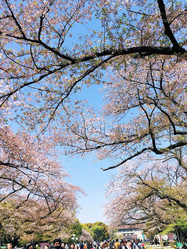 文化森林 | 春日無限浪漫ノ櫻花上野