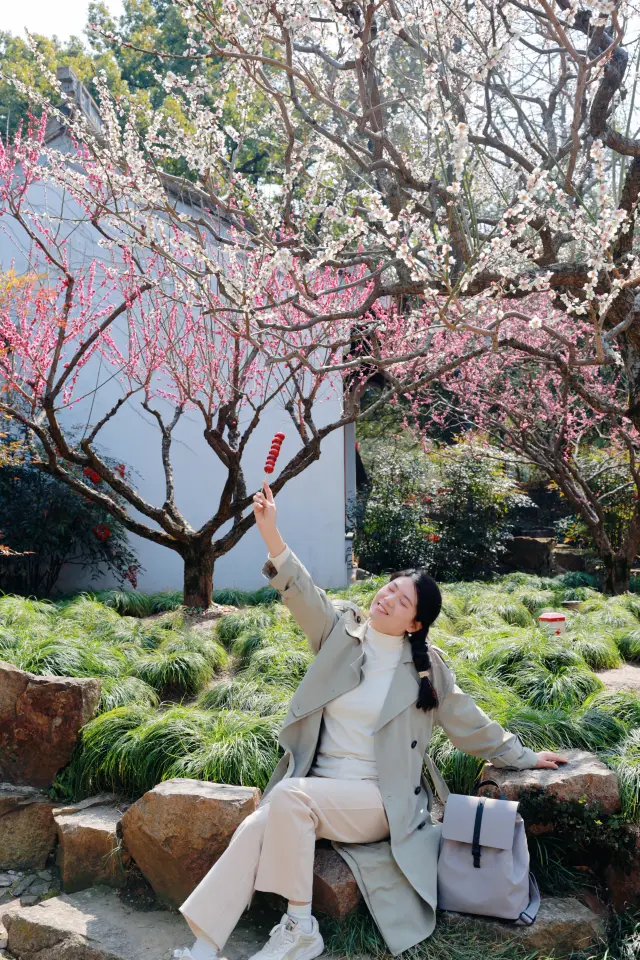 12元門票的古猗園，去看最後一波梅花