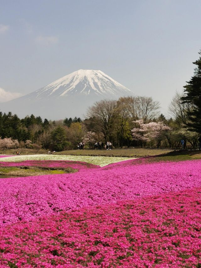 富士山下的芝樱節