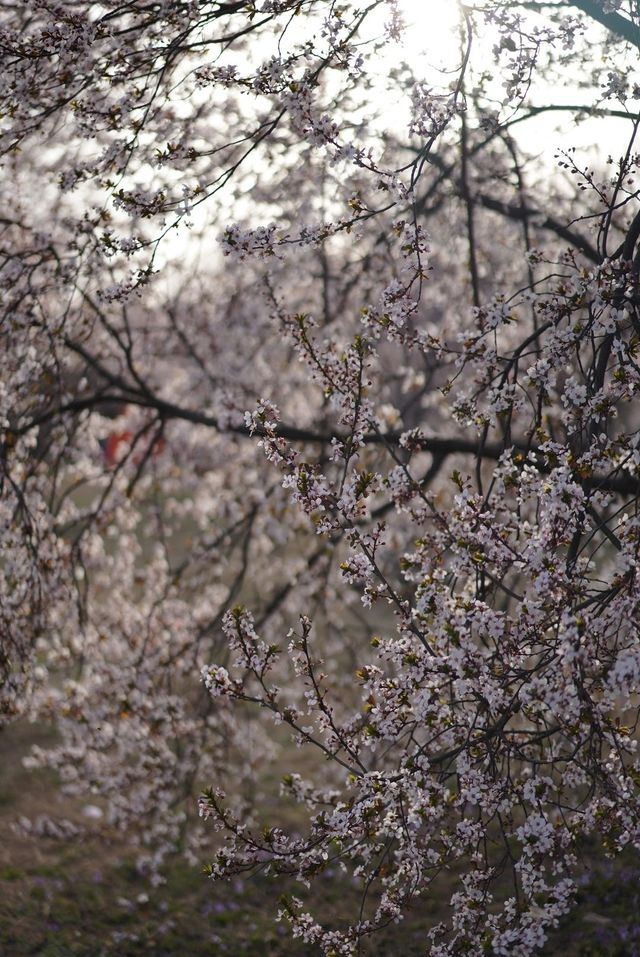 鄭州春日最美花林露營地