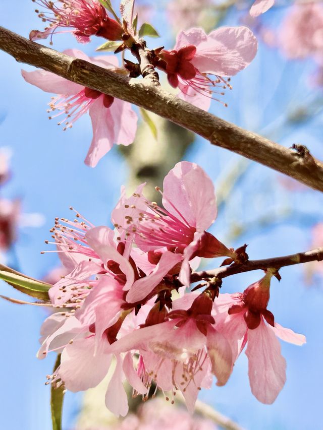 The beauty of Renmin University 🌸