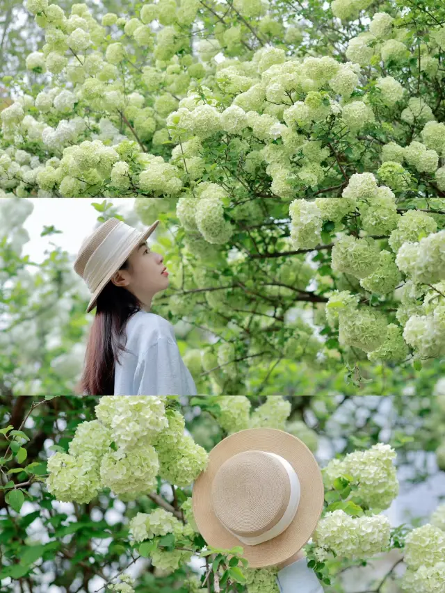 武漢四月賞花頂流從木繡球開始