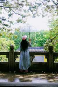 赴約常熟清涼寺百年楸樹開花