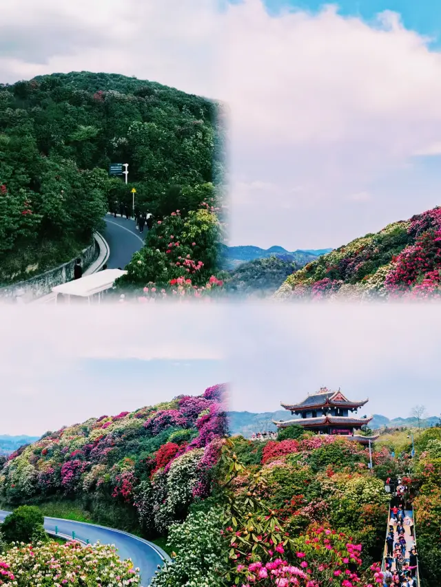 Guizhou·Bijie | The stunning sight of the Hundred-Mile Azalea that will leave you in awe!!!