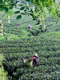 成都周邊！！找到了隱於山野茶園的夢中情院！！