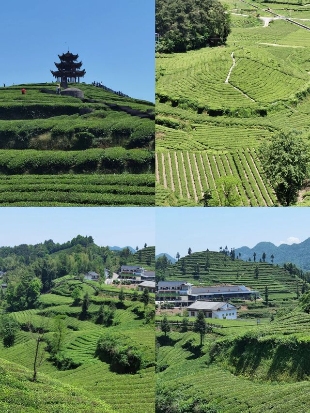 最令人驚喜的是那一望無際的茶園