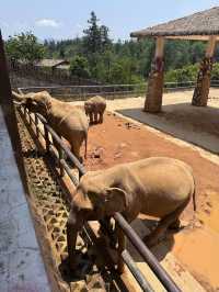 五一好去處！！貴州森林野生動物園