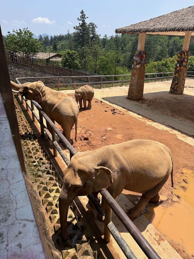 五一好去處！！貴州森林野生動物園