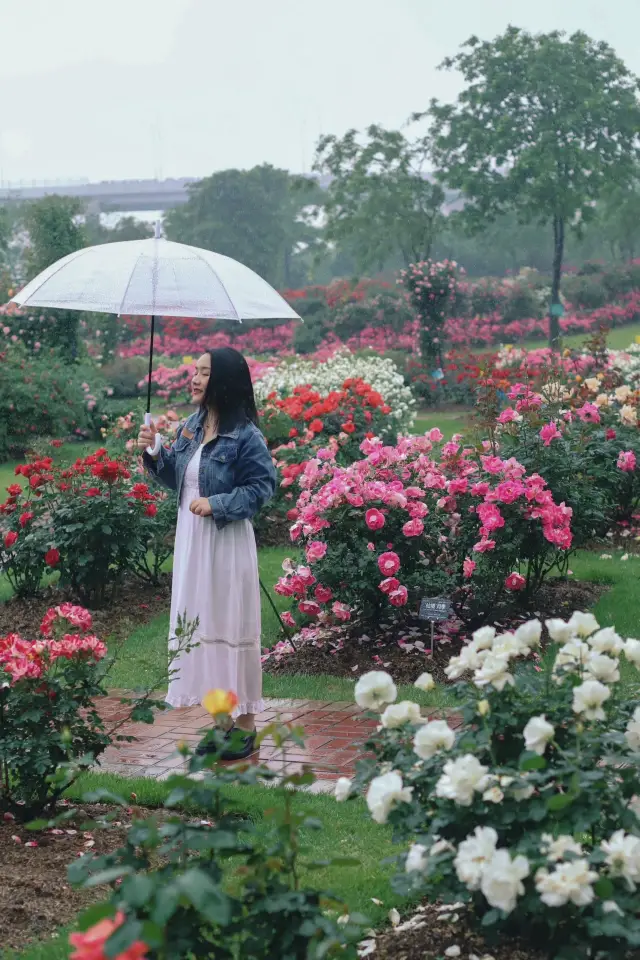 The romance of May is gifted by Ningbo Botanical Garden!!! Here's a guide