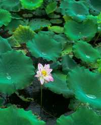 不僅有荔灣湖，廣州螺湧公園的荷花也開啦