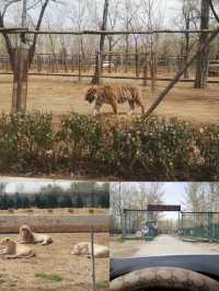 秦皇島野生動物園的自駕遛娃攻略