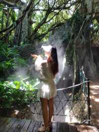 深圳探秘 | 有丁达尔效应的热带雨林