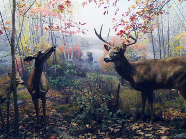 American Museum of Natural History: Pop, Art, Stunning Shots