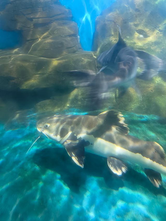 北京海洋館：清涼一夏的夢幻之旅