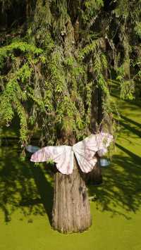 探索紅樹林,暢享自然之美!