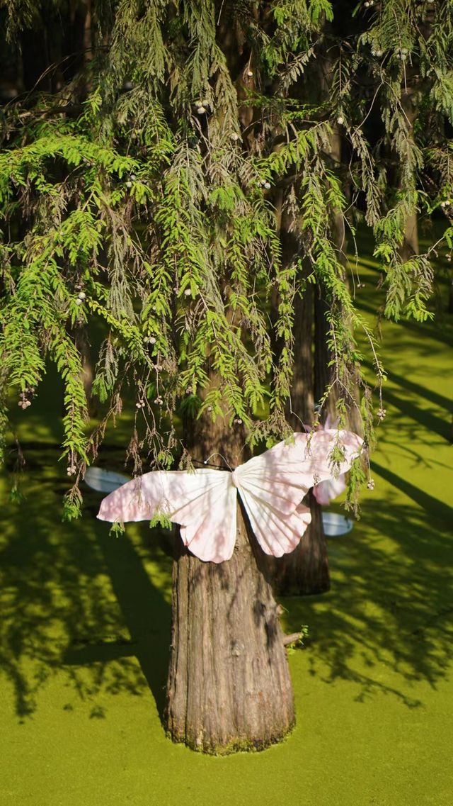 探索紅樹林,暢享自然之美! 探索紅樹林,暢享自然之美!