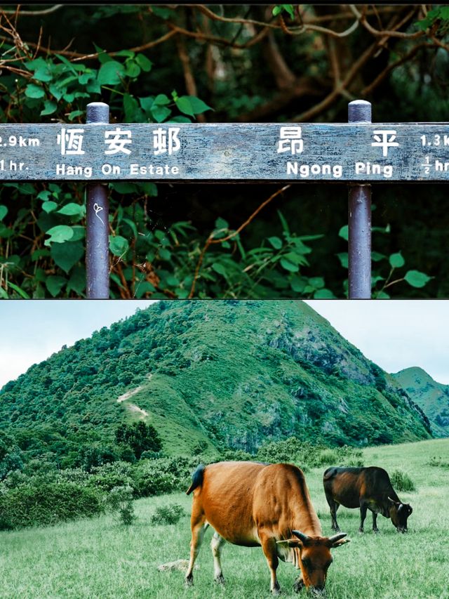 剛從香港“阿勒泰”回來…差點被美哭