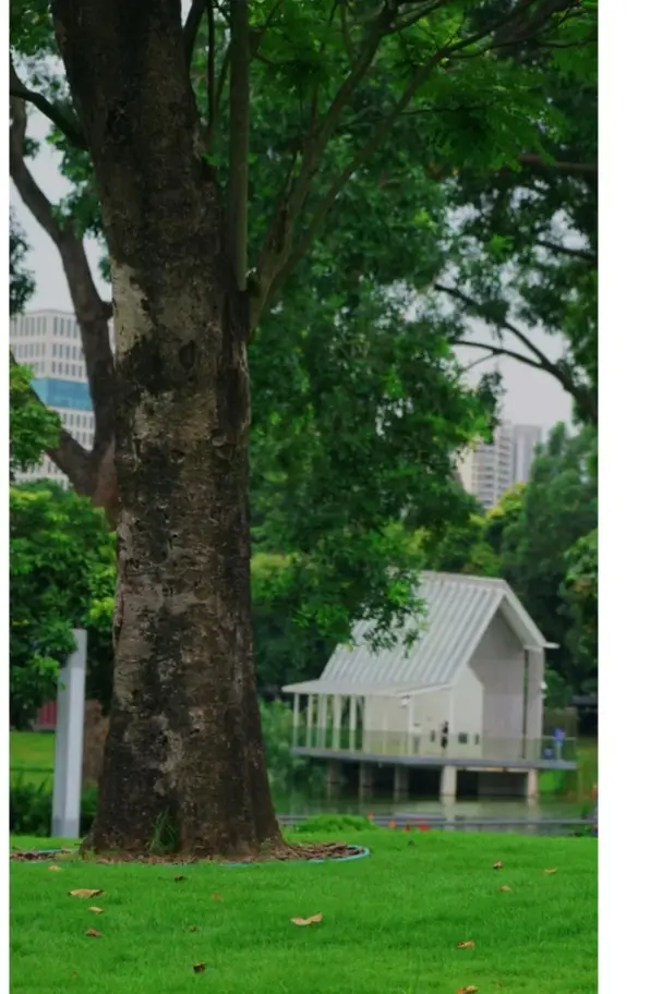 Let's go! To the park known as the most romantic in Shenzhen!