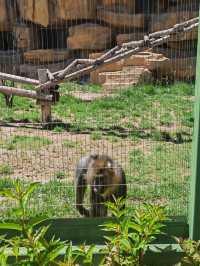 歸野之境的動物樂章，蘭州野生動物與自然共舞