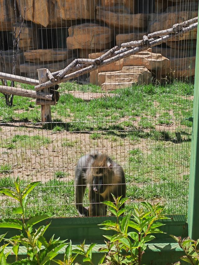 歸野之境的動物樂章，蘭州野生動物與自然共舞