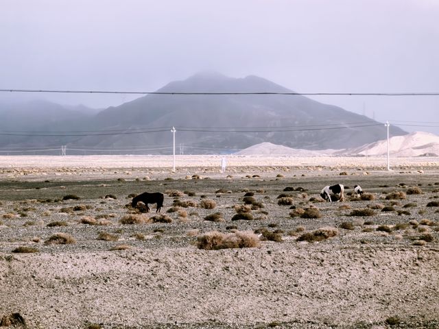 自駕青甘大環線,從大柴旦到敦煌路上,欣賞日出、邂逅野馬。